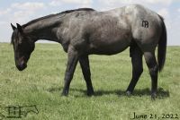 Blue Lou Dividend MA's 2021 Blue Roan Colt
